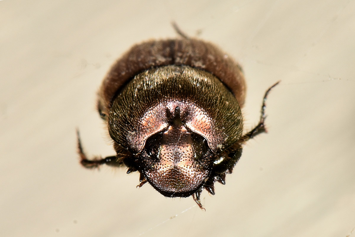 Scarabaeidae: Onthophagus coenobita? Si.